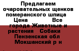 Предлагаем очаровательных щенков померанского шпица › Цена ­ 15 000 - Все города Животные и растения » Собаки   . Пензенская обл.,Мокшанский р-н